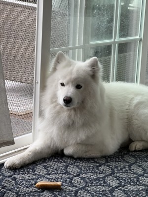 Photo of Daisy