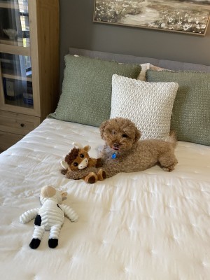 Photo of Miles