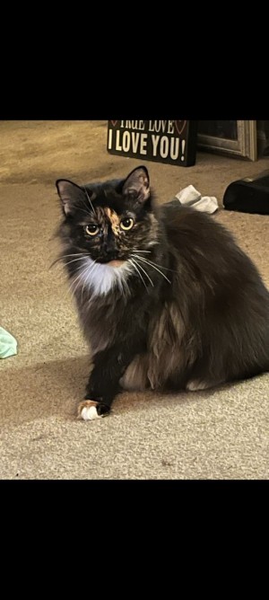 Photo of Lolli