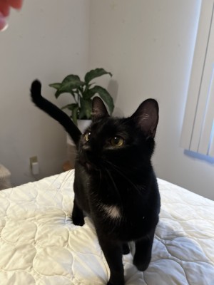 Photo of Merlin