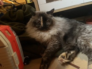 Photo of Noot