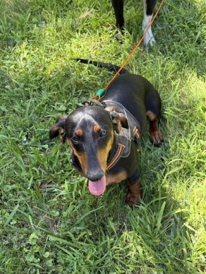 Photo of Duke