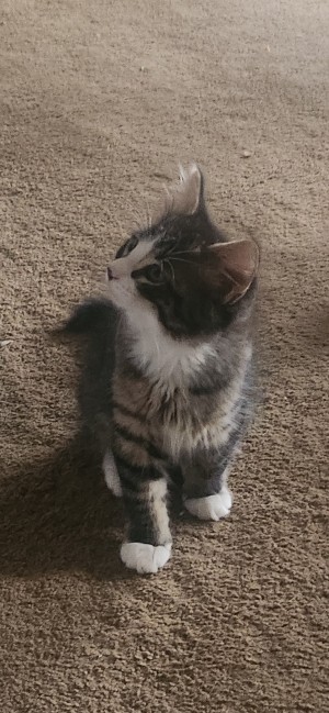 Photo of Peanut