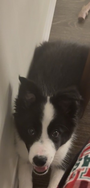 Photo of Oreo