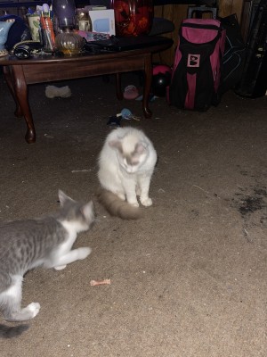 Photo of Snowflake