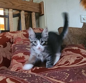 Photo of Bean
