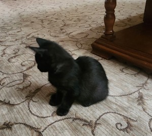 Photo of Batman