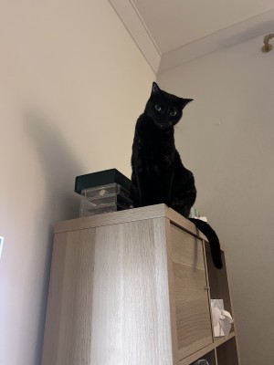 Photo of Bean