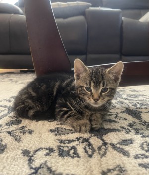 Photo of Milo