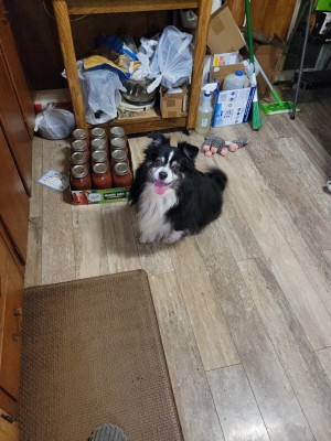 Photo of Riley