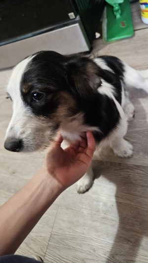 Photo of Luna