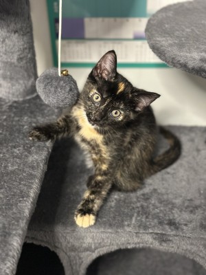 Photo of Blackie