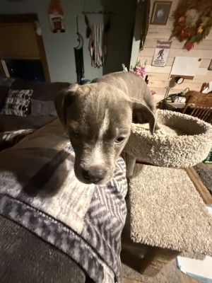 Photo of Artemis