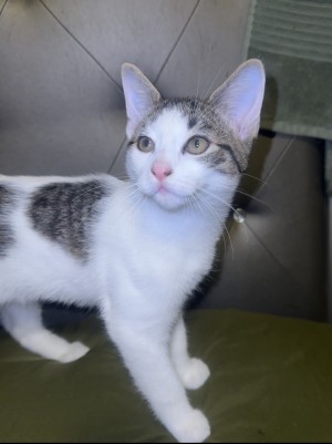 Photo of Macha