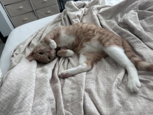 Photo of Archer