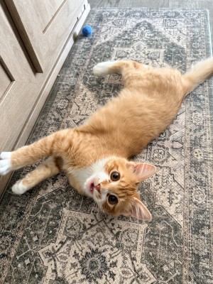 Photo of Winston