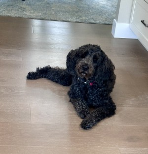 Photo of Coco