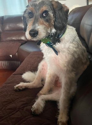 Photo of Max
