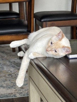 Photo of Bartholomew