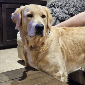 Photo of Bear