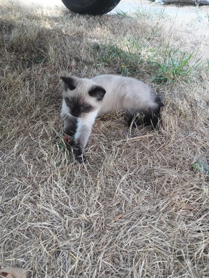 Photo of Mewmew