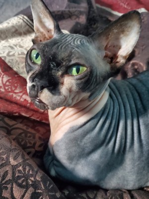 Photo of Ciri