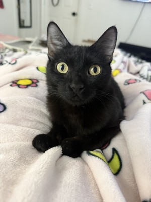 Photo of Astra