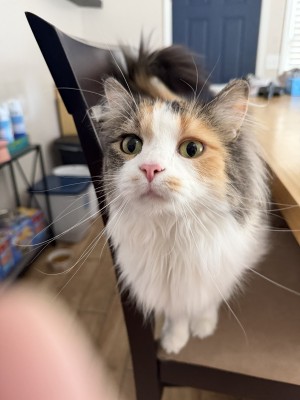 Photo of Cali