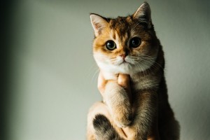 Photo of Elick