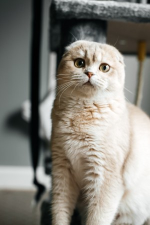 Photo of Josephine