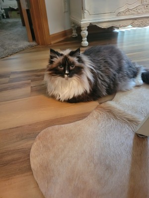 Photo of Bear