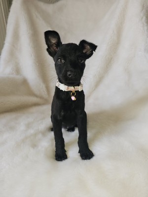 Photo of Coco