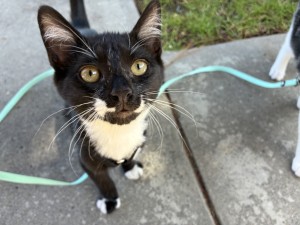 Photo of Wasabi