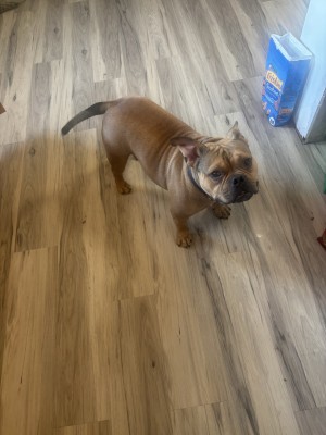Photo of Wilbur