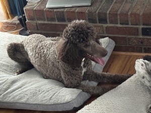Photo of Phoebe