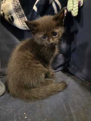Photo of Black
