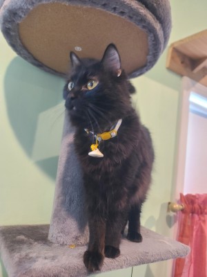 Photo of Saphira