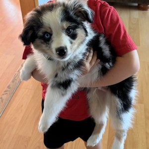Photo of Simba