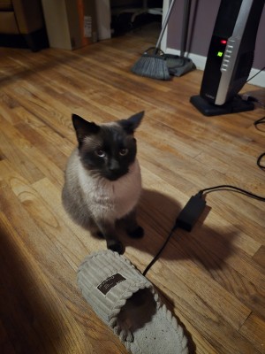 Photo of Sunni