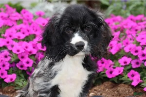Photo of Sprout