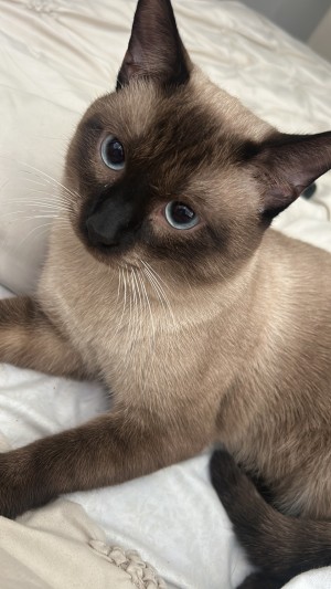 Photo of Whiskas