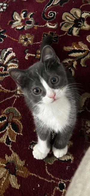 Photo of Kittens