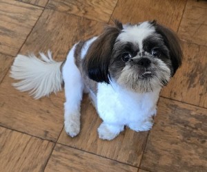 Photo of Rocco