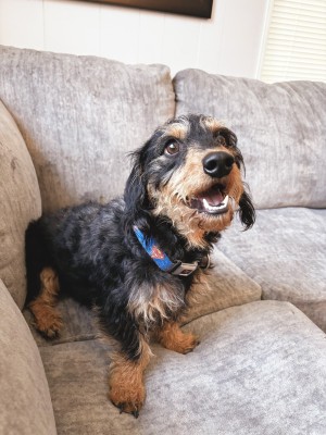Photo of Pickle