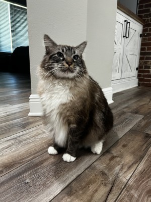 Photo of Korin