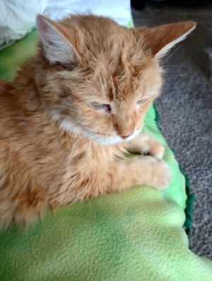 Photo of Boots
