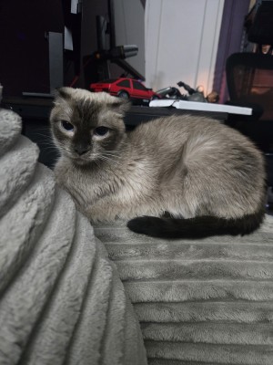 Photo of Koko