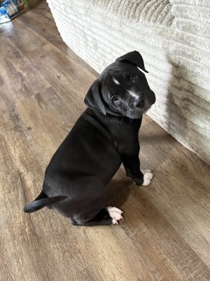 Photo of Max
