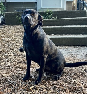 Photo of Raven