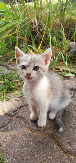Photo of Nettie